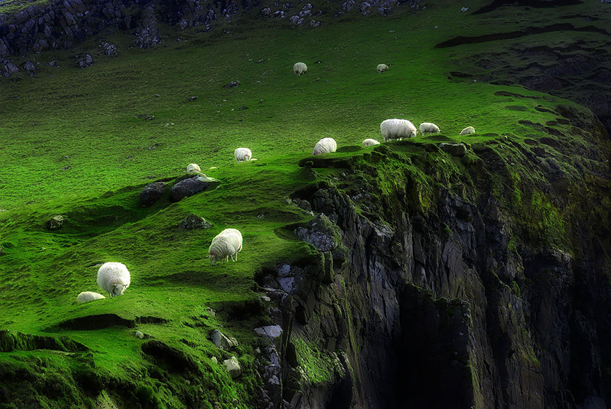 25 Photos Of Sheep Blanketing The Earth Like Snow