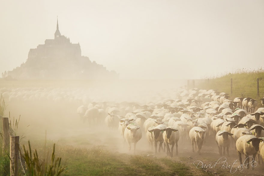 sheep-herds-around-the-world-16