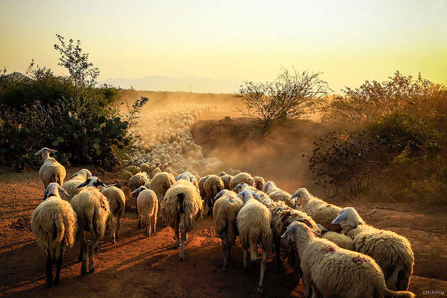 sheep-herds-around-the-world-18