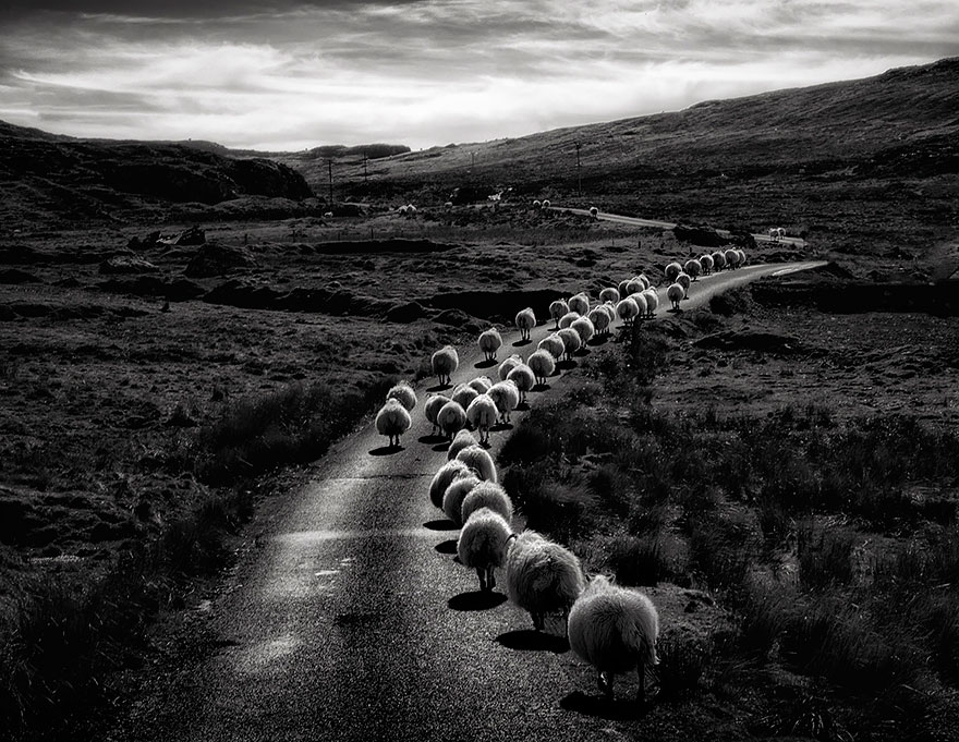 sheep-herds-around-the-world-2