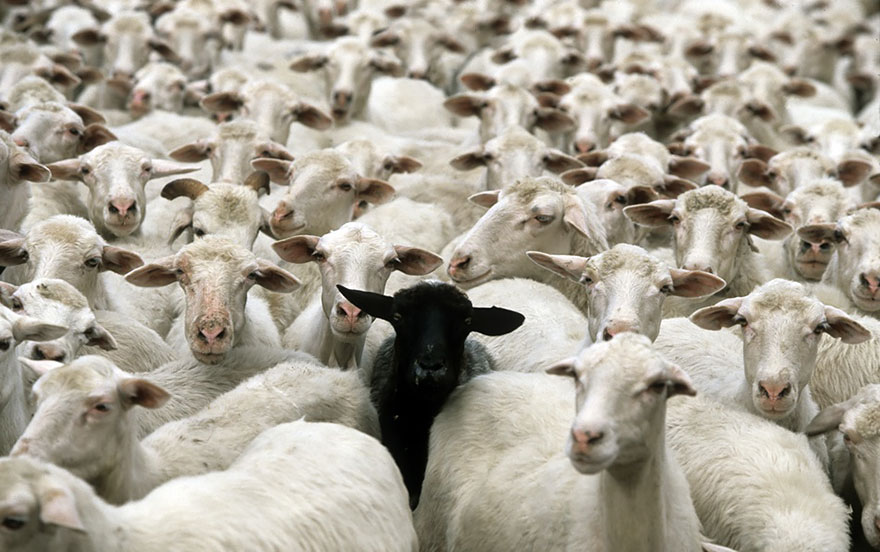 sheep-herds-around-the-world-20