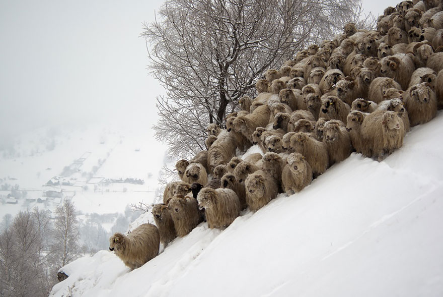 sheep-herds-around-the-world-21
