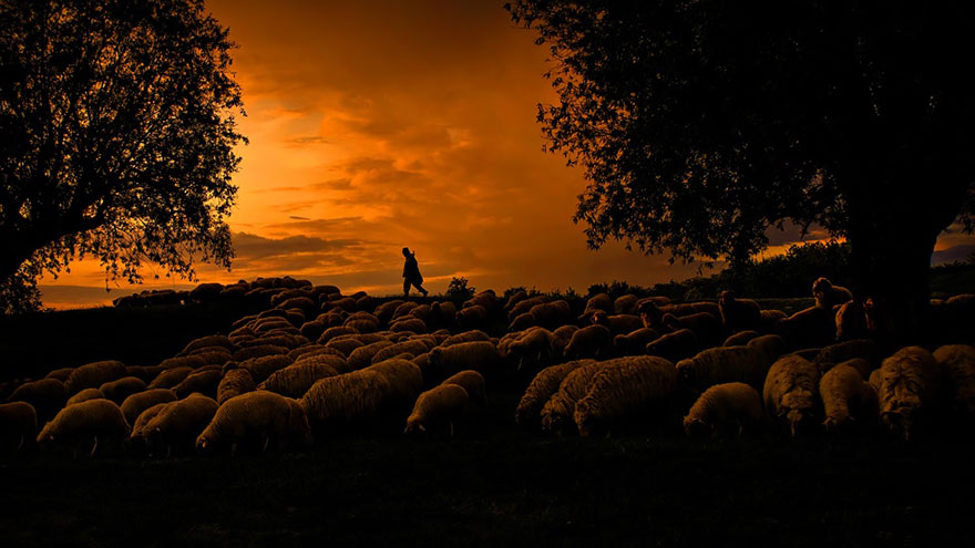 sheep-herds-around-the-world-22