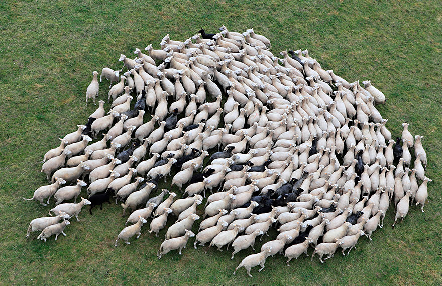 sheep-herds-around-the-world-25