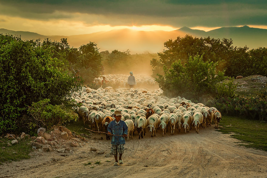 sheep-herds-around-the-world-3
