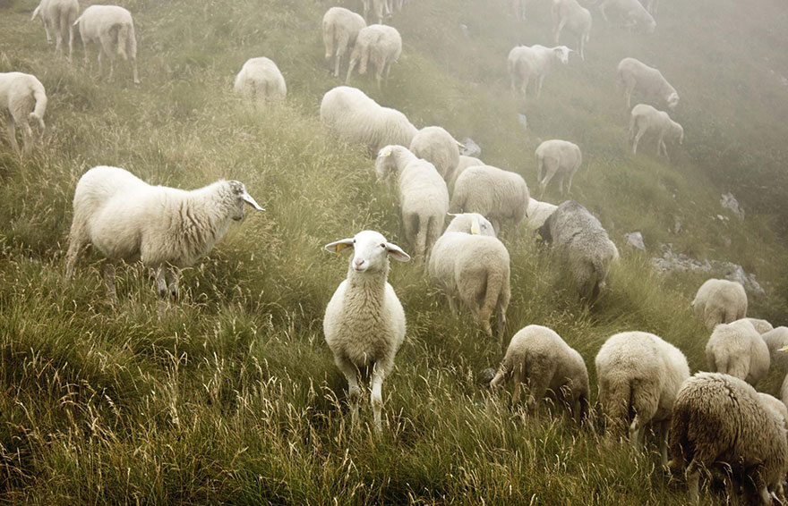25 Photos Of Sheep Blanketing The Earth Like Snow