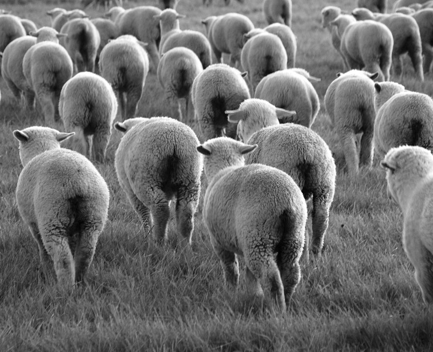 sheep-herds-around-the-world-53