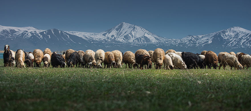 sheep-herds-around-the-world-56