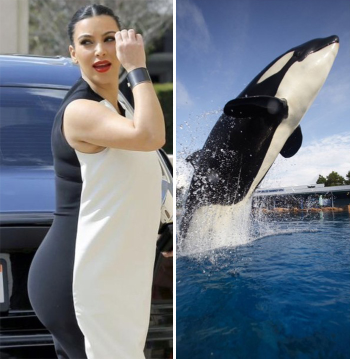Kim Kardashian And A Killer Whale