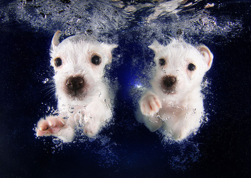 New Playful Underwater Puppy Photo Series By Seth Casteel