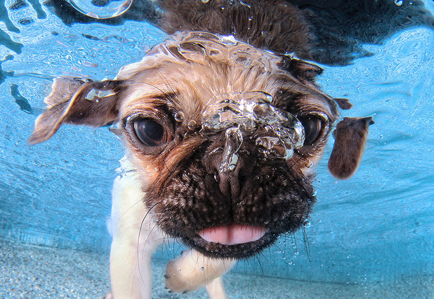New Playful Underwater Puppy Photo Series By Seth Casteel