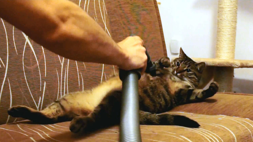 Bobo The Cat Loves Vacuum Cleaner