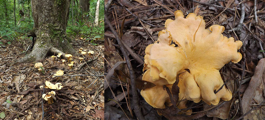 Yellow Mushroom With Ruffles