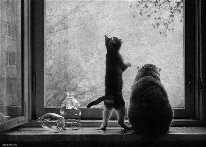 Two Friends Looking Through The Glass