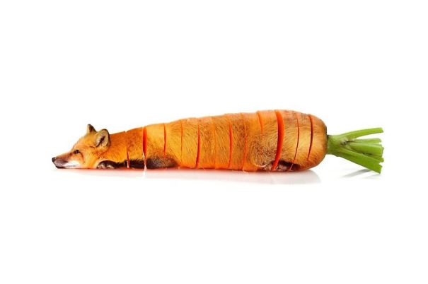 Animal Food: My Series Of Animals Crossed With Fruits And Vegetables |  Bored Panda
