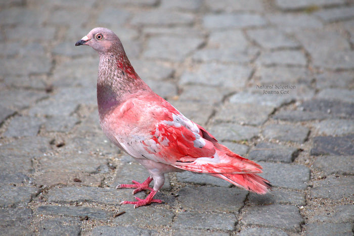 Polish Pigeon