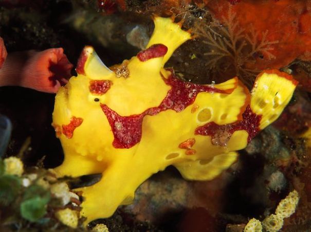10 Stunning Pictures Of Strange-looking Aquatic Creatures