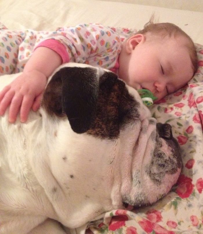 Baby And Bulldog