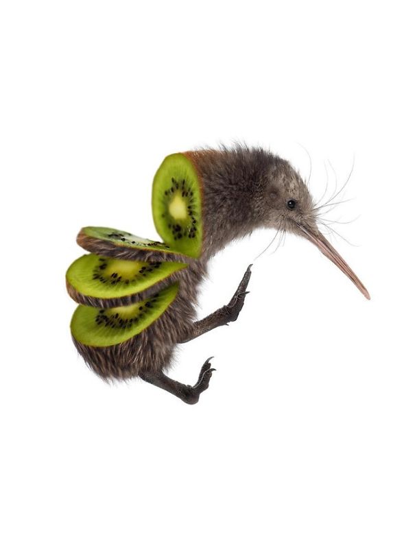 Animal Food: My Series Of Animals Crossed With Fruits And Vegetables