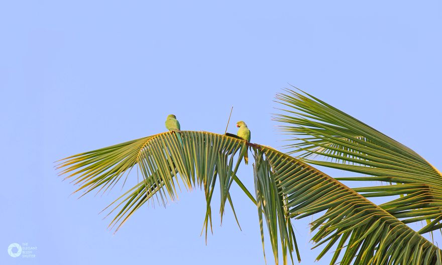 Kokkare Bellur (village Of Storks) Kokkare Bellur (village Of Storks)