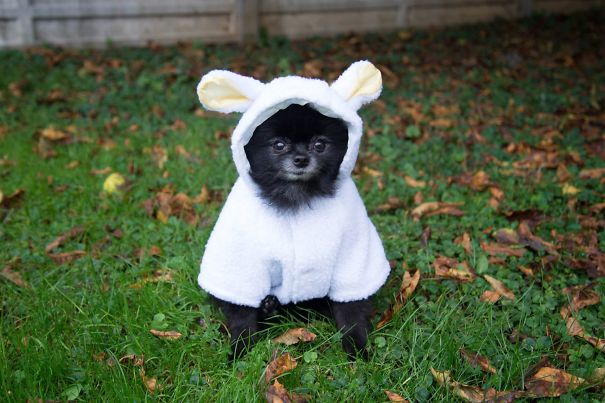 A Woof In Sheep Clothing. :)