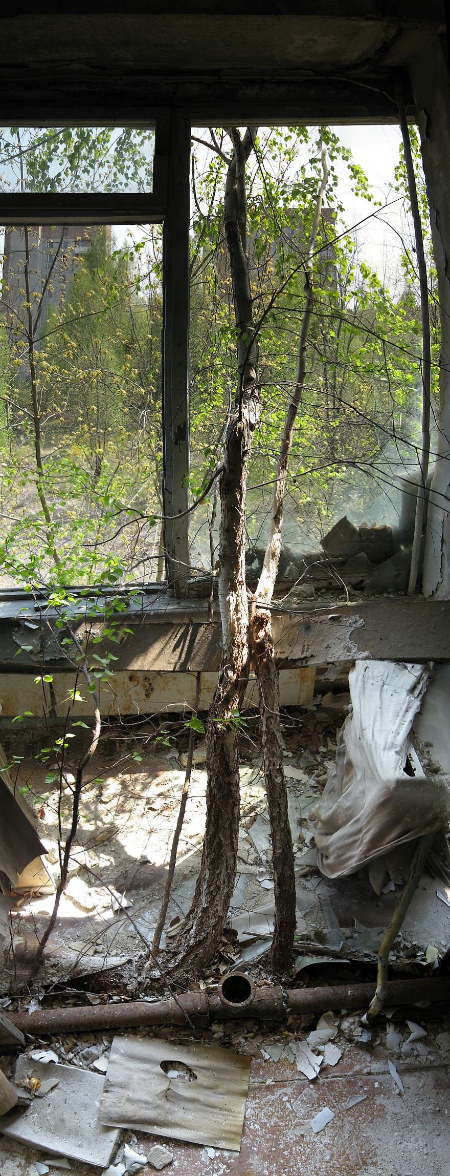 Life In Chernobyl After The Accident: Nature Wins The Battle Against Civilization