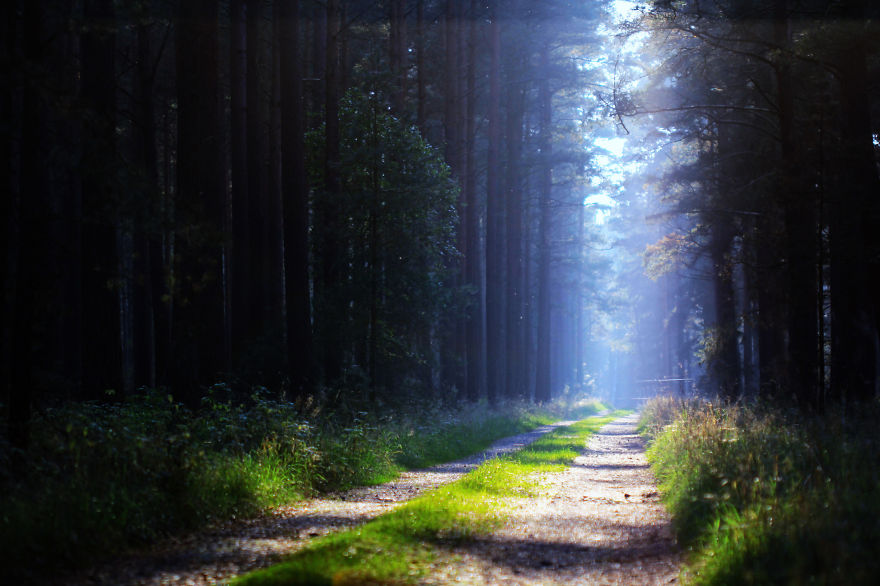 Swedish Fairytale Forest