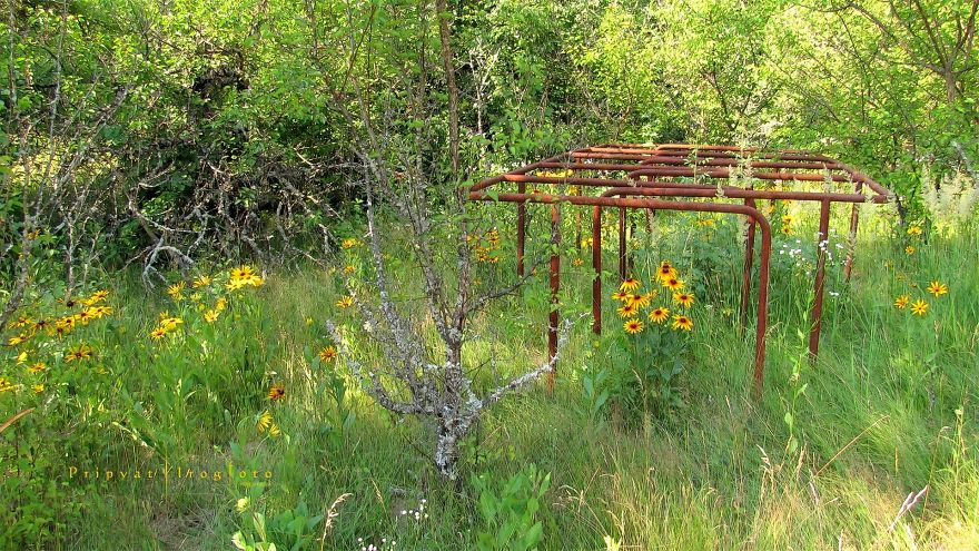 Life In Chernobyl After The Accident: Nature Wins The Battle Against Civilization