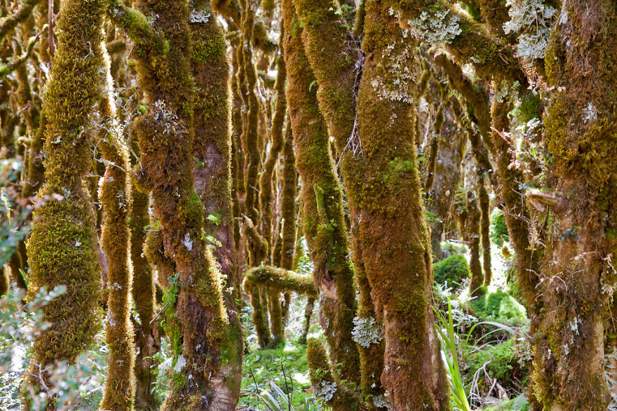 Forest Near Lake Marian, New Zealand
