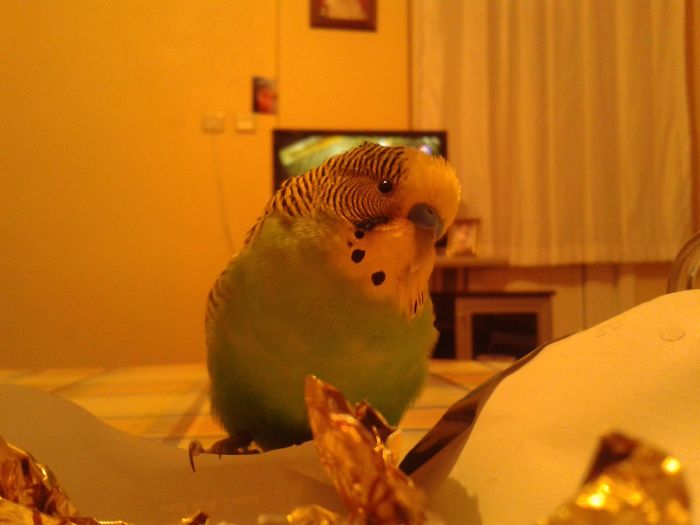 Look At My Pretty Bird :)
