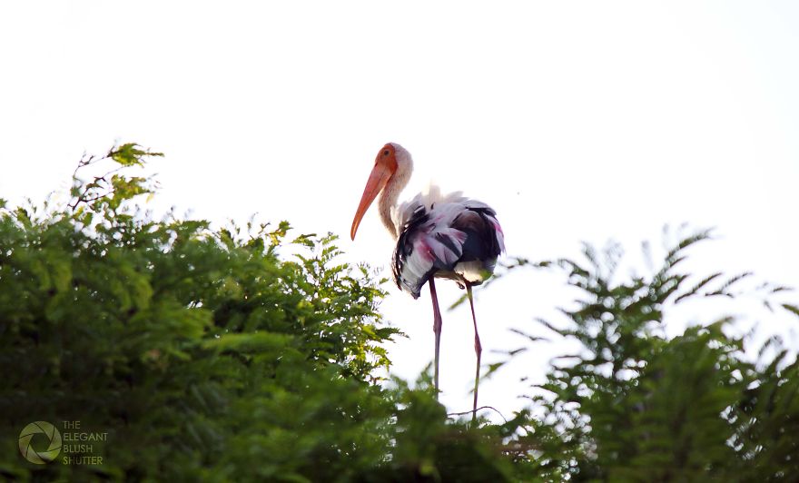 Kokkare Bellur (village Of Storks) Kokkare Bellur (village Of Storks)