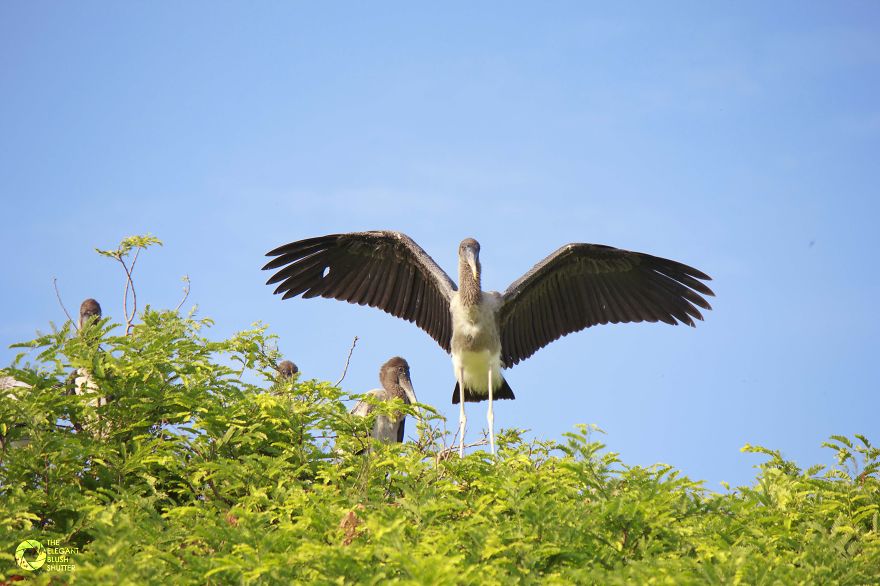 Kokkare Bellur (village Of Storks) Kokkare Bellur (village Of Storks)