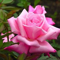 bettym.burnett avatar