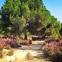 queen-karolina avatar