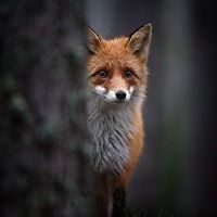 leopoldine.zola avatar