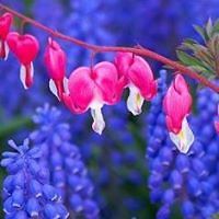 nancy.shapard.9 avatar