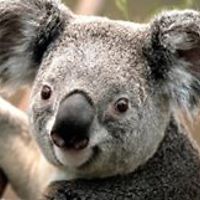 diane.ishikawa.7 avatar