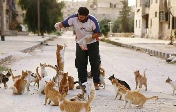 Poor Cats