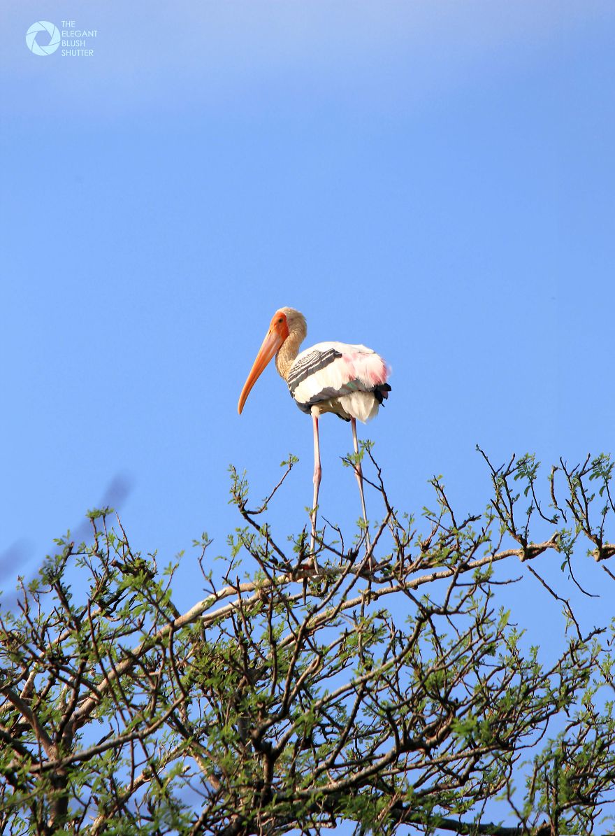 Kokkare Bellur (village Of Storks) Kokkare Bellur (village Of Storks)