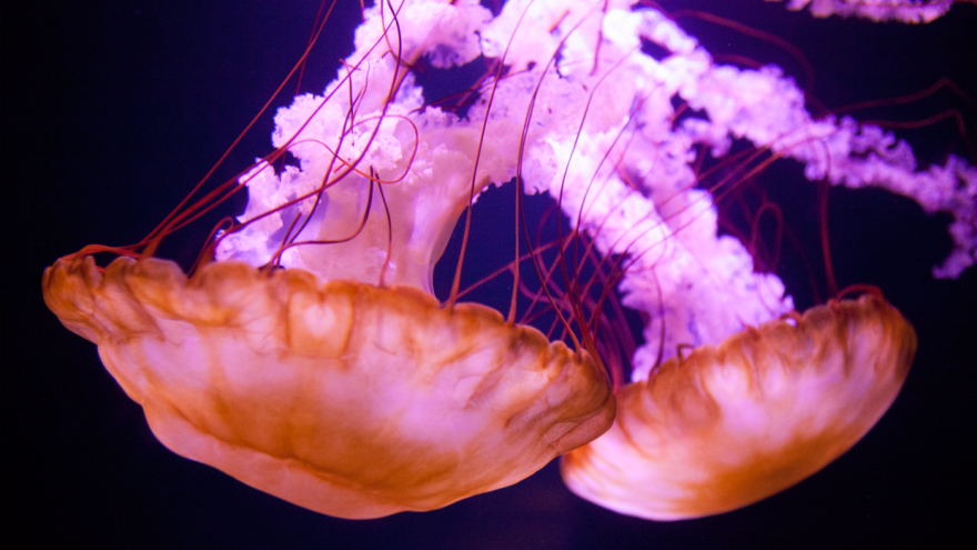 Barcelona Media Design / Jellyfish, Atlantis, The Bahamas