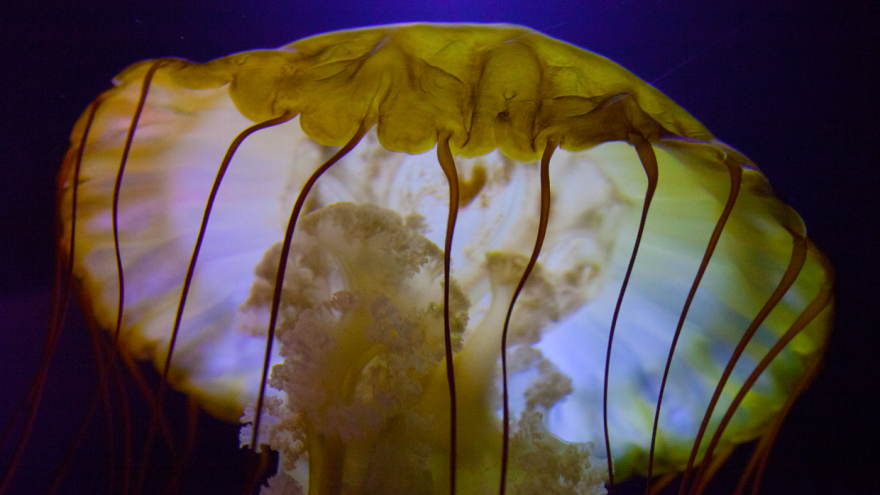 Barcelona Media Design / Jellyfish, Atlantis, The Bahamas