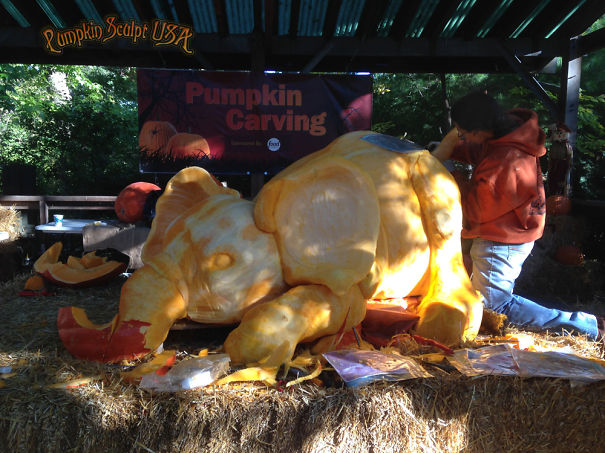900lb Pumpkin Carving Raises Awareness Of Elephant Killings