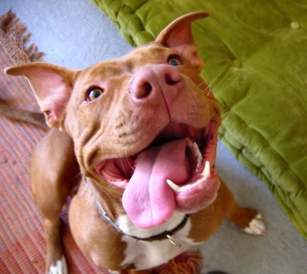 Pit Bulls: Are They A Breed From Another Planet?