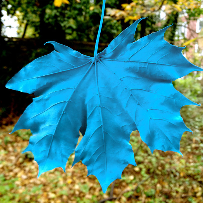 Someone Painted The Leaves Of This Maple In Hamburg And It Looks Beautiful