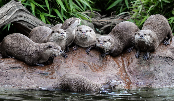 Otter Family Photo