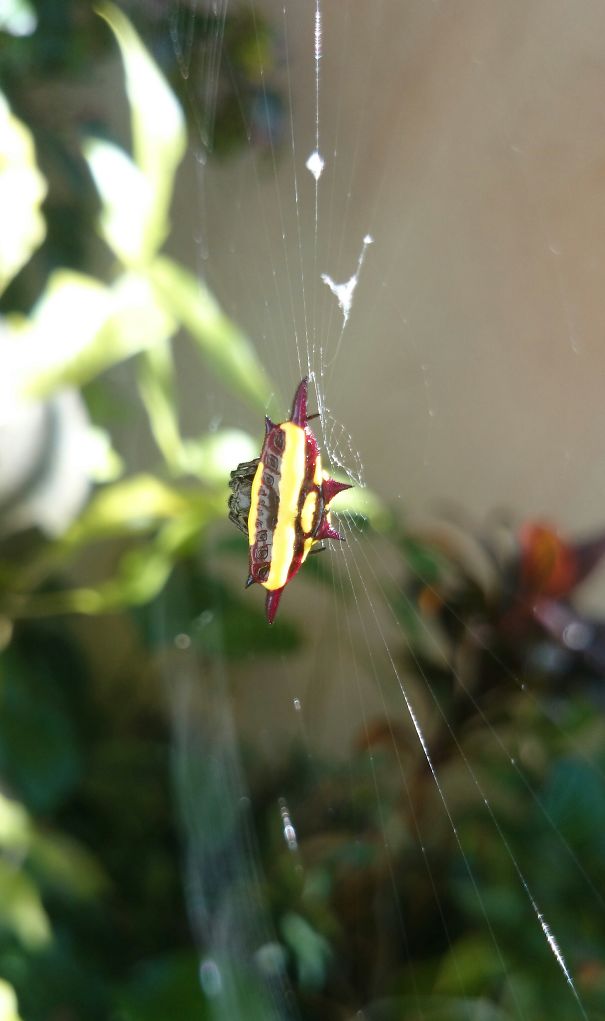 Beautiful Spider That Lives In My Backyard.