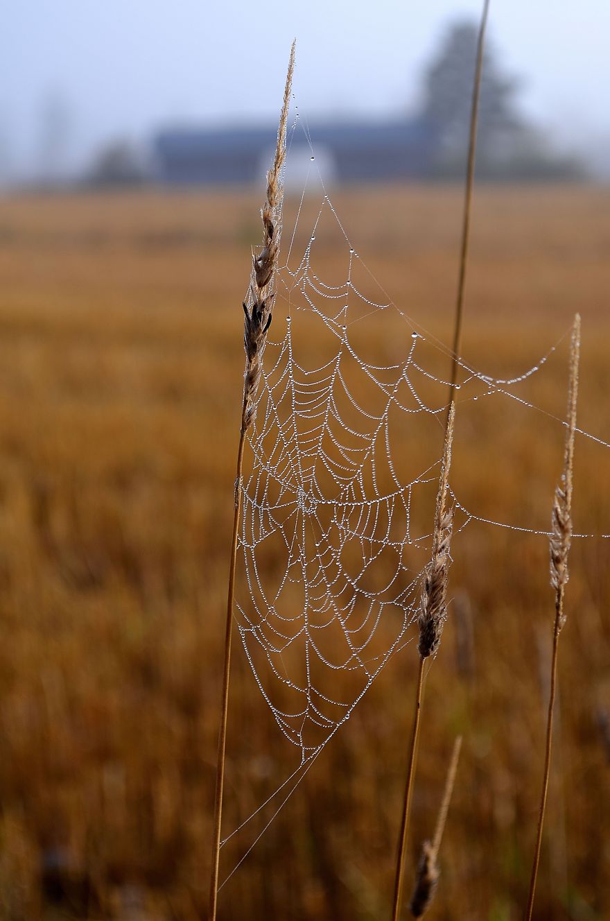 Dewy Spiderweb On A Foggy Morning - Countryside In Finland