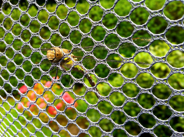Dragonfly Stuck In A Trampoline Net