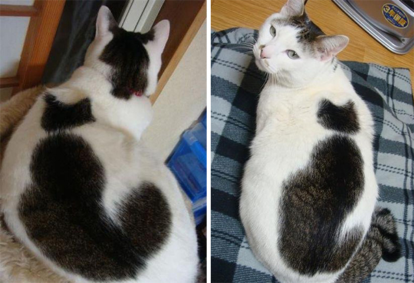 Cat-ception
