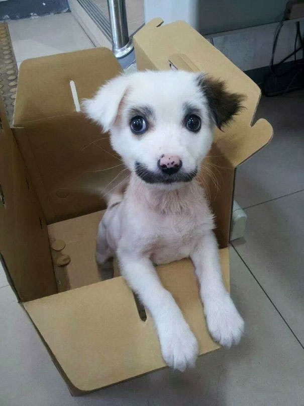 Dog With Mustache